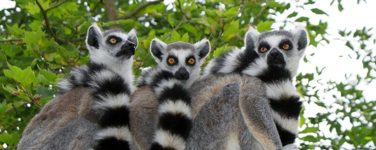 ZOO w Opolu